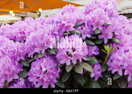 Fioritura di rododendro viola in Riga, Lettonia Foto Stock