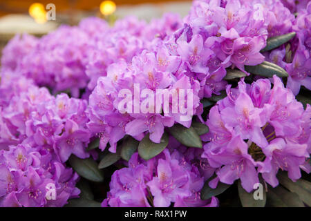 Fioritura di rododendro viola in Riga, Lettonia Foto Stock