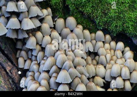 Coprinellus micaceus, scintillanti di fungo Inkcap Foto Stock