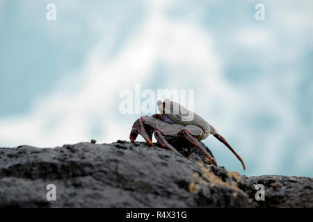 Sally Lightfoot Crab su roccia a La Fajana, La Palma Isole Canarie. Foto Stock