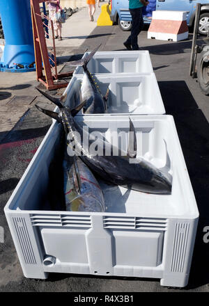 Atlantic tonno rosso catturato dalla Pole e linea. Parte di una pesca di cattura è atterrato a Puerto de Tazacorte, La Palma Isole Canarie. Foto Stock