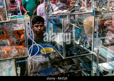 Galiff Street Acquario venditore di pesce,pesci,acquirenti, duro,affare, sui prezzi,livello, riproduzione,domenica mercato domestico,,gli amanti degli animali,assemblare,Kolkata,l'India. Foto Stock