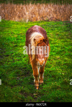 Due piccoli pony in un campo stradale Foto Stock