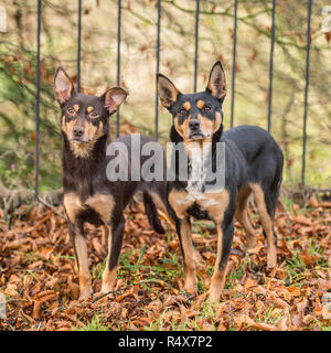Australian Kelpies , nero e marrone e rosso Foto Stock