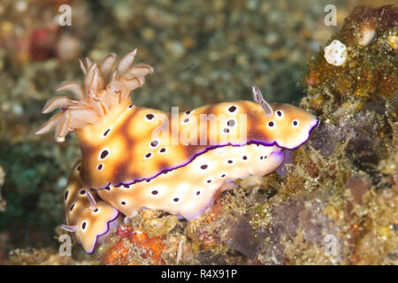 Hypselodoris tryoni nudibranch, Lembeh strait, Nord Sulawesi, Indonesia Foto Stock