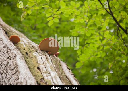 Bistecca di manzo funghi Fistulina hepatica, cresce in boschi di latifoglie su un tronco di albero nella foresta di New Hampshire England Regno Unito GB. Il fungo prende il nome Foto Stock