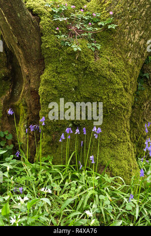 Tappeti delle Bluebells e aglio selvatico lungo la Longwood Sentiero Natura, parte del Somerset Wildlife Trust complesso Cheddar. Foto Stock