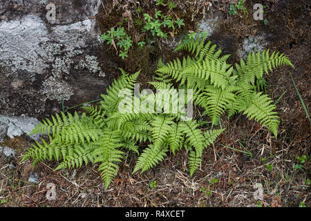 Signora alpino Fern (Athyrium distentifolium) nelle Highlands scozzesi Foto Stock