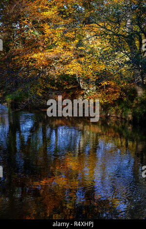 Bosco autunnale riflessa in un fiume Foto Stock