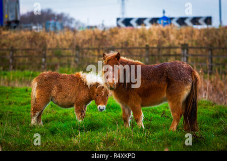 Due piccoli pony in un campo stradale Foto Stock