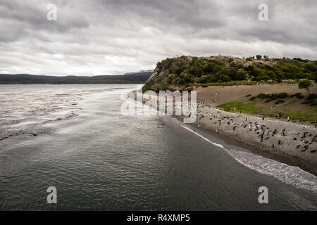 Isola di Pinguini nel Canale del Beagle, Ushuaia, Argentina, Patagonia Foto Stock