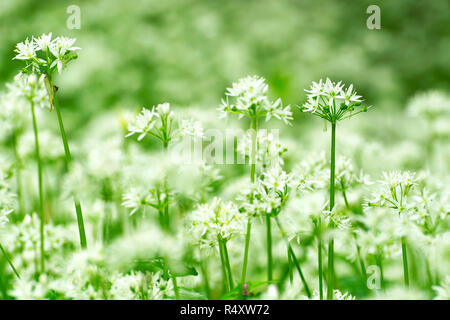 Wild fresche e mature ramsons nella foresta in primavera tempo Foto Stock