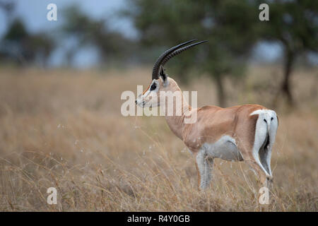 Un maschio di Grant's gazelle - Parco Nazionale del Serengeti, Tanzania Foto Stock