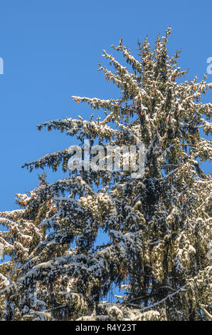 Snowy fir trees on blue sky background. Spruce in the forest - Christmas backdrop Foto Stock