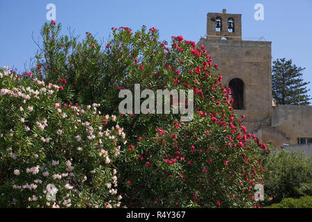 Alberi fioriti, Villa Comunale, aka il parco cittadino, Otranto, Puglia, Italia Foto Stock