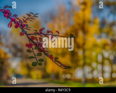 Autunno bello e mite ramo con frutti rossi su sfondo giallo Foto Stock