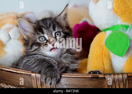 Piccola Foresta norvegese gattino con i giocattoli di peluche nel cestello Foto Stock