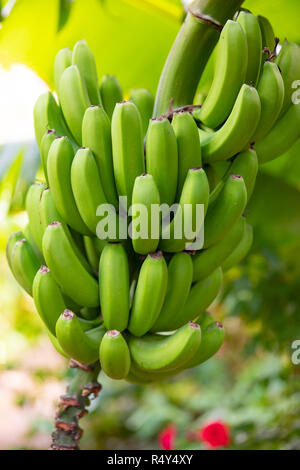 Close-Up di fresco verde biologico Banana's mazzetto Foto Stock