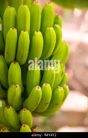 Close-Up di fresco verde biologico Banana Bunch al maso Foto Stock