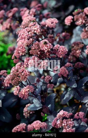 Sedum telephium viola imperatore,Hylotelephium telephium Atropurpureum (Gruppo) Viola imperatore, succulenti perenni, piante perenni,RM Floral Foto Stock