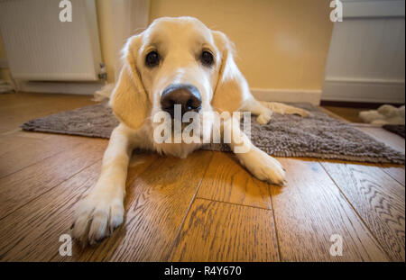 Golden Retriever cucciolo Foto Stock