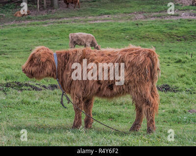 Highland mucca sul prato polacca. Highland bovini (Gaelico Scozzese: Bò Ghàidhealach; Scots: Heilan coo) sono una razza Scottishcattle. Foto Stock