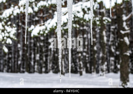 Ghiaccioli sospesi dal tetto contro lo sfondo della foresta. La vista dalla finestra di una casa di paese Foto Stock