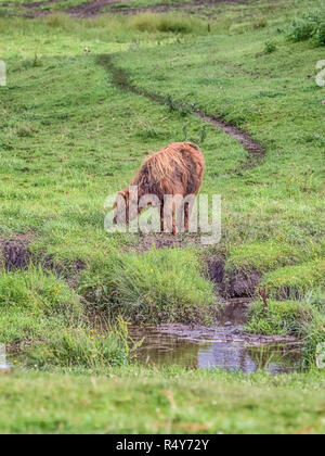 Highland mucca sul prato polacca. Highland bovini (Gaelico Scozzese: Bò Ghàidhealach; Scots: Heilan coo) sono una razza Scottishcattle. Foto Stock