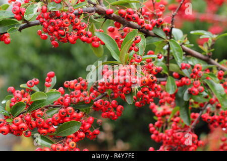 Pyracantha 'Saphyr Rouge', chiamato anche Cadrou, visualizzazione di bacche di inizio inverno del giardino, REGNO UNITO Foto Stock