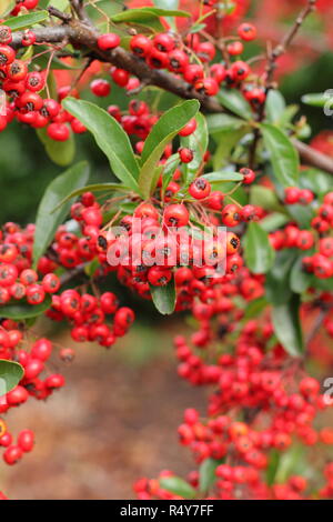 Pyracantha 'Saphyr Rouge', chiamato anche Cadrou, visualizzazione di bacche di inizio inverno del giardino, REGNO UNITO Foto Stock