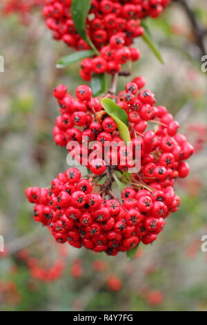 Pyracantha 'Saphyr Rouge', chiamato anche Cadrou, visualizzazione di bacche di inizio inverno del giardino, REGNO UNITO Foto Stock