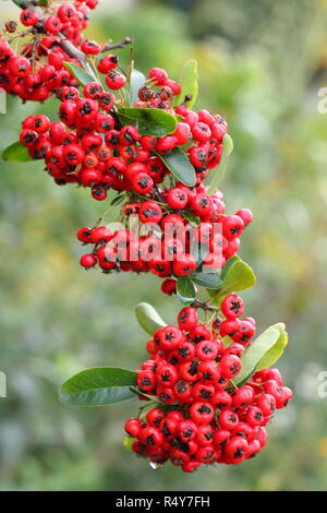 Pyracantha 'Saphyr Rouge', chiamato anche Cadrou, visualizzazione di bacche di inizio inverno del giardino, REGNO UNITO Foto Stock