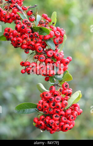 Pyracantha 'Saphyr Rouge', chiamato anche Cadrou, visualizzazione di bacche di inizio inverno del giardino, REGNO UNITO Foto Stock