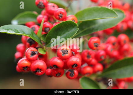 Pyracantha 'Saphyr Rouge', chiamato anche Cadrou, visualizzazione di bacche di inizio inverno del giardino, REGNO UNITO Foto Stock