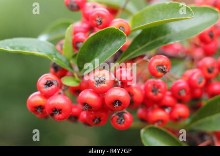 Pyracantha 'Saphyr Rouge', chiamato anche Cadrou, visualizzazione di bacche di inizio inverno del giardino, REGNO UNITO Foto Stock