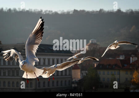 Praga, Repubblica Ceca. 28 Nov, 2018. Un gabbiano è visto volare contro la vecchia Praga in background in una giornata di sole, a Praga nella Repubblica Ceca. Credito: Slavek Ruta/ZUMA filo/Alamy Live News Foto Stock