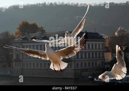 Praga, Repubblica Ceca. 28 Nov, 2018. Un gabbiano è visto volare contro la vecchia Praga in background in una giornata di sole, a Praga nella Repubblica Ceca. Credito: Slavek Ruta/ZUMA filo/Alamy Live News Foto Stock