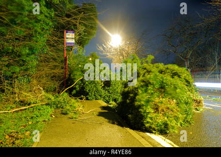 Leeds, West Yorkshire, Regno Unito. Il 28 novembre 2018. Regno Unito: Meteo venti di tempesta Diana sfonda dall'albero. Un albero caduto ha atterrato e bloccato su una strada trafficata in grande Preston, tra Leeds & Castleford. Equipaggi di manutenzione sono stati rapidi sulla scena su Leeds Road ed una corsia è stato aperto sotto la supervisione di un funzionario di polizia mentre i resti della struttura è stato rimosso. Credito: Yorkshire Pics/Alamy Live News Foto Stock