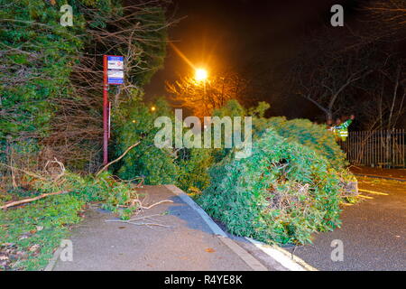 Leeds, West Yorkshire, Regno Unito. Il 28 novembre 2018. Regno Unito: Meteo venti di tempesta Diana sfonda dall'albero. Un albero caduto ha atterrato e bloccato su una strada trafficata in grande Preston, tra Leeds & Castleford. Equipaggi di manutenzione sono stati rapidi sulla scena su Leeds Road ed una corsia è stato aperto sotto la supervisione di un funzionario di polizia mentre i resti della struttura è stato rimosso. Credito: Yorkshire Pics/Alamy Live News Foto Stock