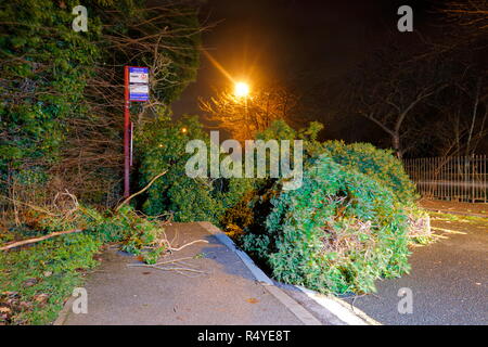 Leeds, West Yorkshire, Regno Unito. Il 28 novembre 2018. Regno Unito: Meteo venti di tempesta Diana sfonda dall'albero. Un albero caduto ha atterrato e bloccato su una strada trafficata in grande Preston, tra Leeds & Castleford. Equipaggi di manutenzione sono stati rapidi sulla scena su Leeds Road ed una corsia è stato aperto sotto la supervisione di un funzionario di polizia mentre i resti della struttura è stato rimosso. Credito: Yorkshire Pics/Alamy Live News Foto Stock