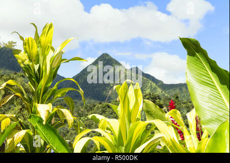 Scena tropicale della Martinica montagne, Monte La Pelée in background, Piccole Antille. Foto Stock