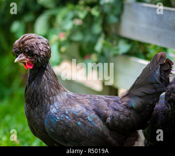 Pollo nero, polacco razza gallina bantam con caratteristica pom pom crestato piume di testa, un buon intervallo libero nel cortile di pollo o di quirky pet Foto Stock