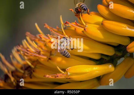 Ape su un fiore di cactus Foto Stock