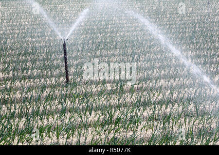 Verde lungo la cipolla e una protezione sprinkler automatica nel campo Foto Stock