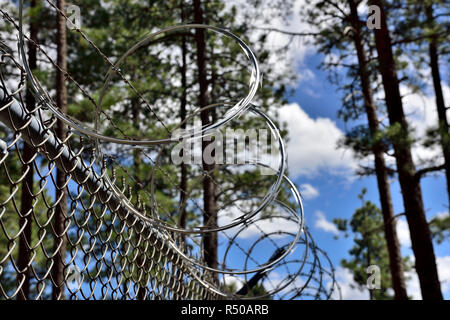Il rasoio e il filo spinato ad alta sicurezza al di sopra della maglia della catena di recinzioni in boschi di pino Foto Stock