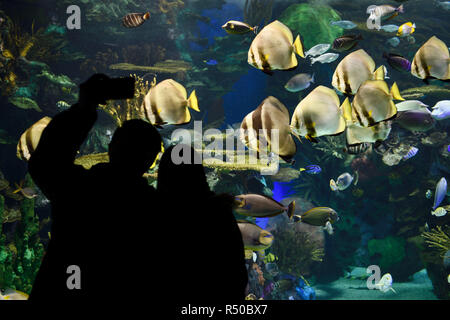 Giovane prendendo un selfy davanti Rainbow Reef Aquarium Indo-pacifico Coral reef con la visione di scuola di Batfish Foto Stock