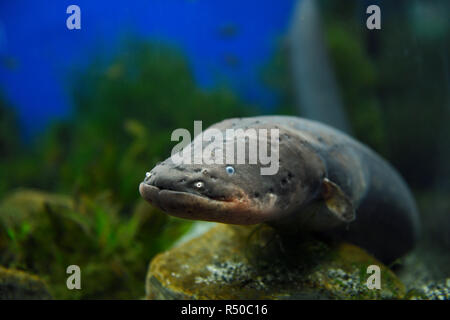 La faccia di un'anguilla elettrica che non è un'anguilla ma una respirazione di aria South American electric pesce o knifefish Foto Stock