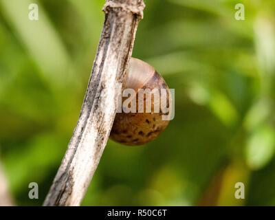 Close up di un guscio esterno collegato ad un ramo marrone a vuoto isolato bokeh macro con alto grado di dettaglio nel tardo pomeriggio di luce a molla Foto Stock