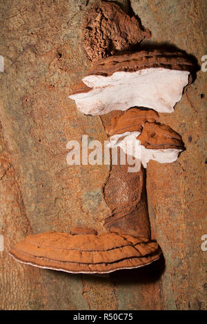 Staffa funghi che crescono in boschi di latifoglie in New Forest. Questa è probabilmente la staffa meridionale fungo Ganoderma australe, ma è difficile Foto Stock