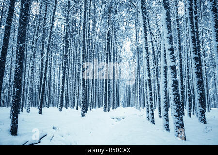 Natura invernale dello sfondo. Foto Stock